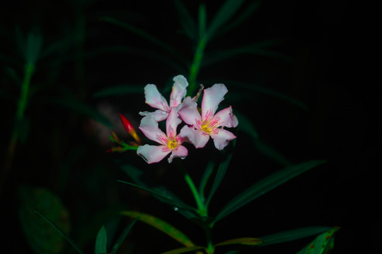 夜晚黑色背景的花