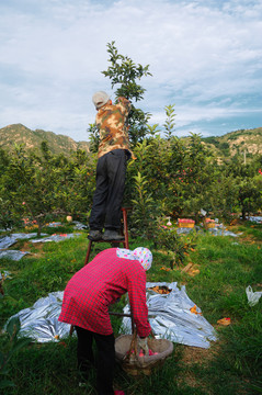 农民采摘苹果