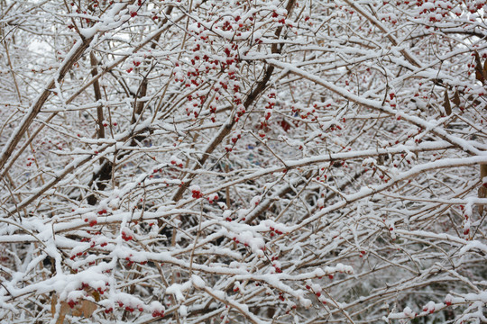 冰雪