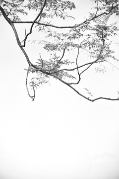 白墻樹枝
