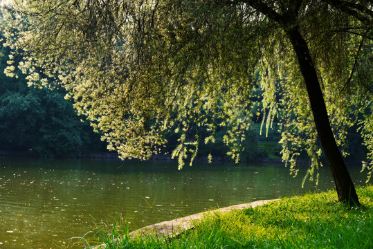 湖边逆光柳树
