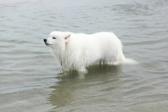 水中的白狗