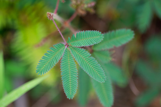 含羞草