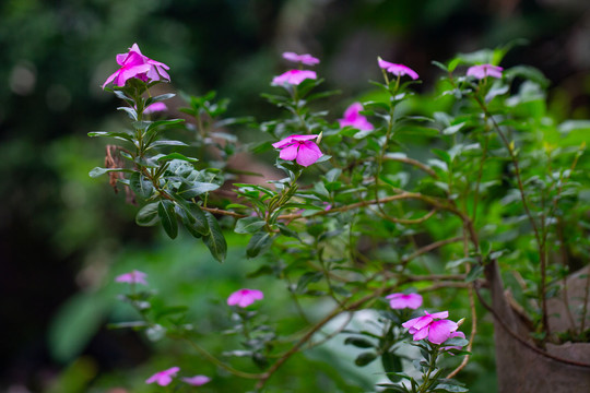 长春花