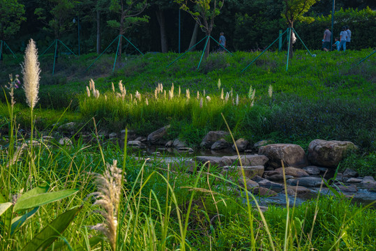 河边草地