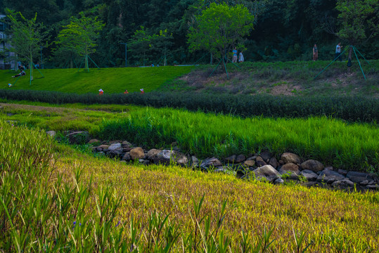 河边草地