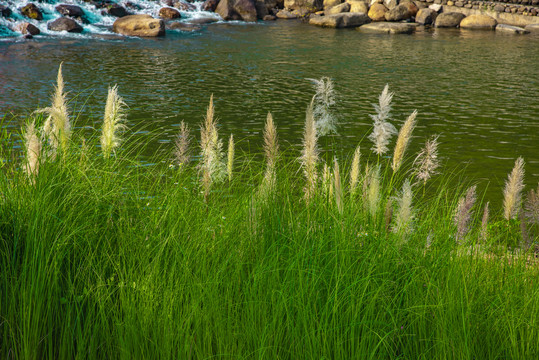 河边草地