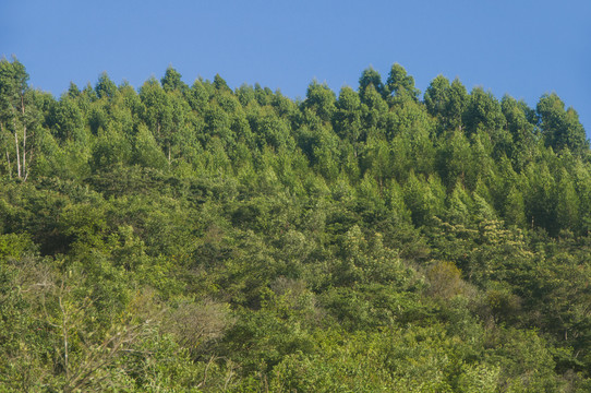 青山森林风景