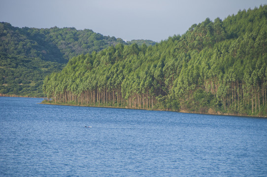 湖泊森林