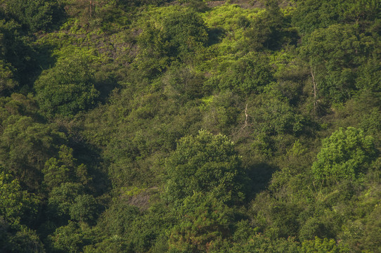 森林植被山坡草木