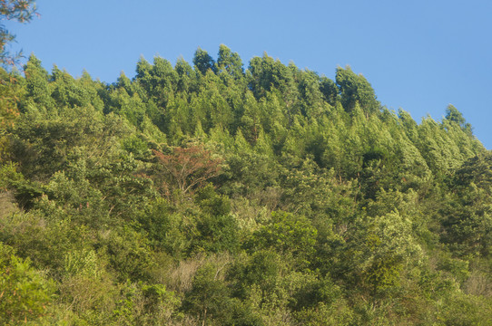 森林苍翠风景