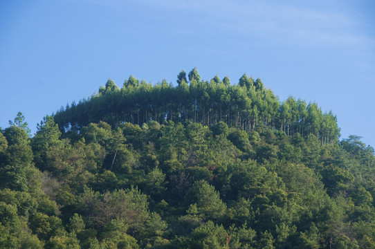 丛林山林风光