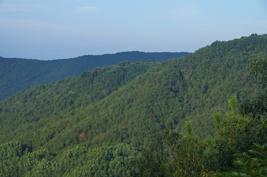 大山森林资源