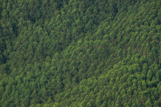 绿色桉树林