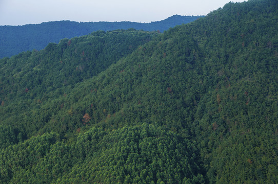 大山绿色森林