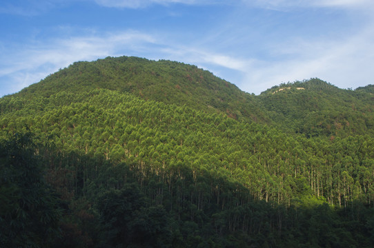 高山森林风景