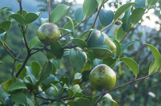 油茶果实