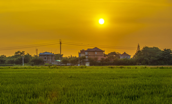 金色的田野