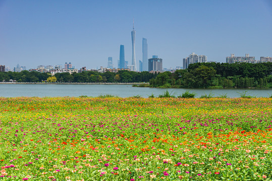 广州塔与海珠湖花海风景