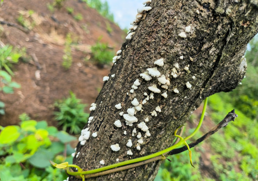 木腐菌