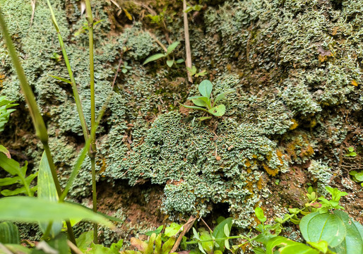 苔藓