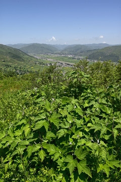 蓝天白云青山绿树