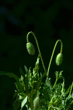 虞美人花蕾