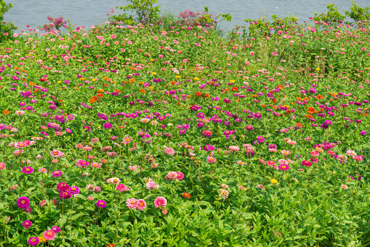 百日草花海