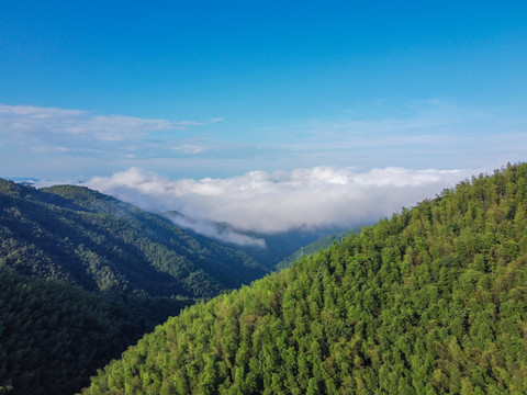 高山白云