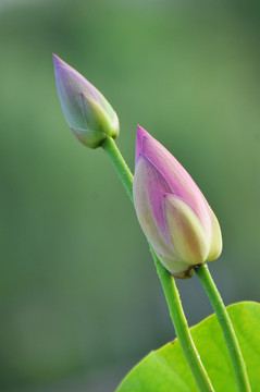 荷花花蕾