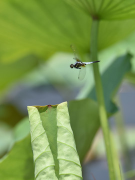 蜻蜓