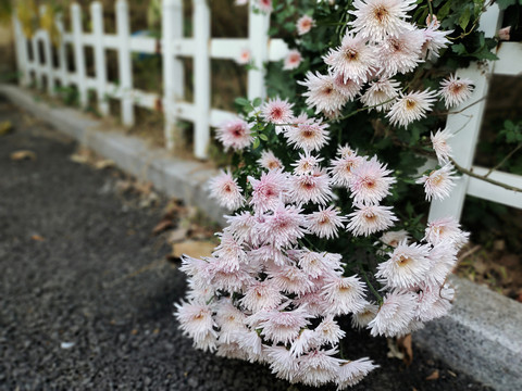 从栅栏溢出的粉色花朵