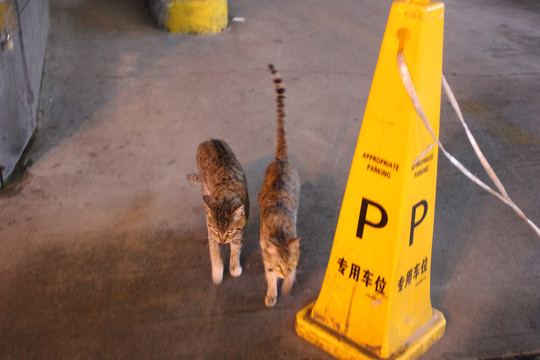 野猫咪