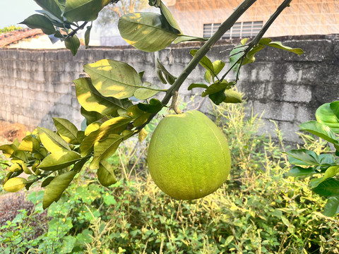 家庭院子里种植的柚子