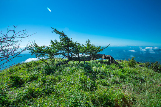 山顶卧松