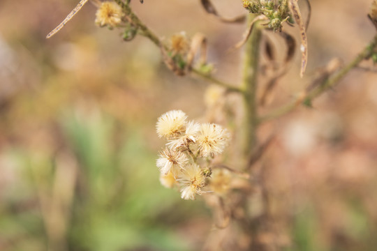 洋甘菊