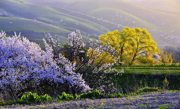 新疆伊犁山谷之春晨色美景