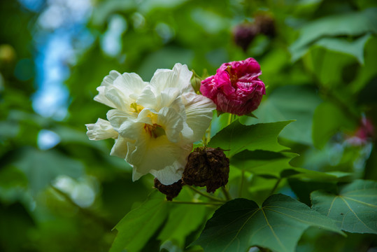 木槿花