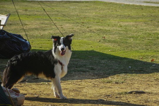 牧羊犬