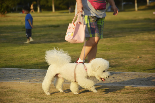 遛犬