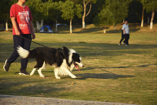 遛边牧犬