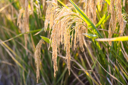 稻子稻谷
