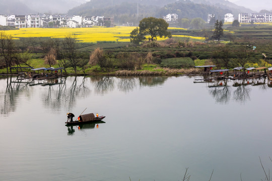 皖南风光 油茶花田