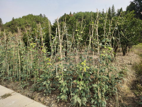 长豆角种植