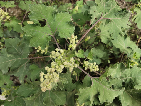 苍耳花特写