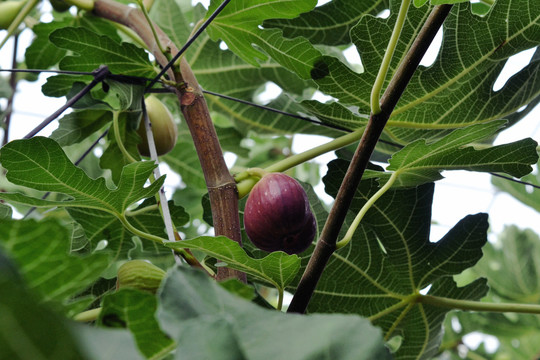 无花果种植基地无花果庄园