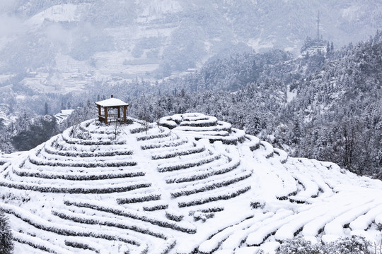 四川宜宾珙县鹿鸣茶山雪景