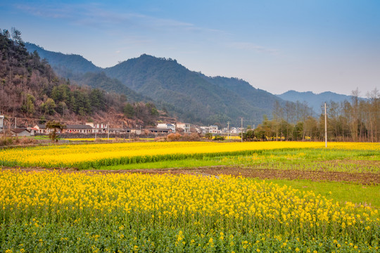 柯村油菜花