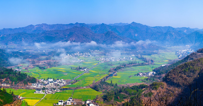 柯村油菜花全景图