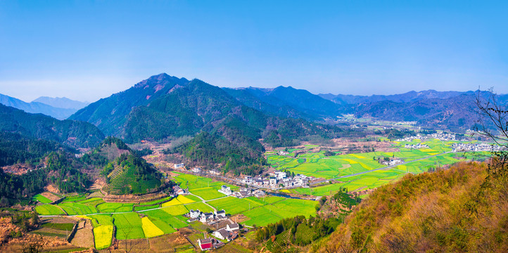 柯村油菜花全景圖